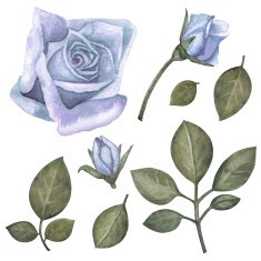 Watercolor blue roses flowers leaves
