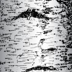 bark of birch in the cracks texture N4