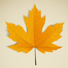 Maple leave