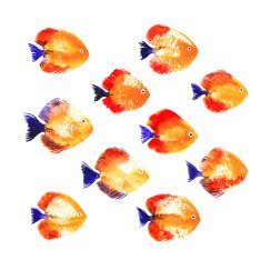 Set of watercolor discus fish N2
