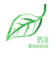 Watercolor leaf N4