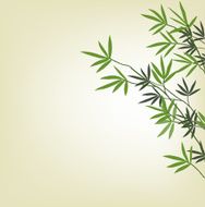 Green bamboo branches N2