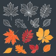 Fall of the leaves Sketch design elements