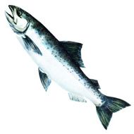 chinook salmon fish watercolor painting