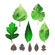 Set of watercolor leaves N5