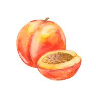 Watercolor peach