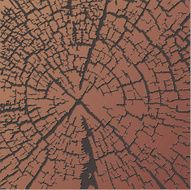 wood texture - annual rings