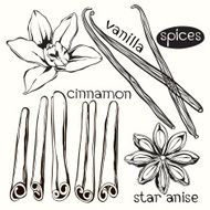 Spices Cinnamon vanilla and star anise Vector set