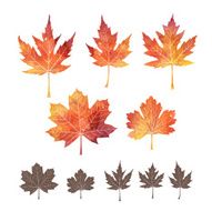 Set of watercolor leaves N7