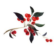 Red berries on branch isolated N2
