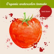 Vector watercolor hand drawn fresh tomato with drops