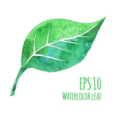 Watercolor leaf Isolated