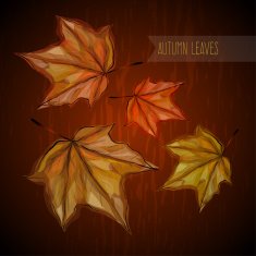 autumn leaves N138