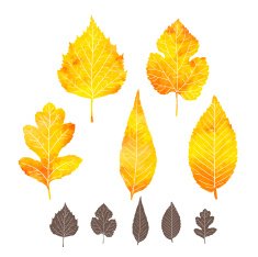 Set of watercolor leaves N6