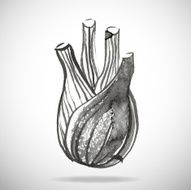 Black watercolor onion isolated on white N2