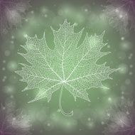 Maple Leaf N44