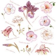 Hand drawn garden flower set in faded colors