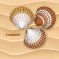 Shells on the sand N2