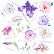 Hand drawn garden flower set with Latin names