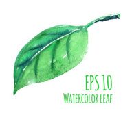 Watercolor leaf N5