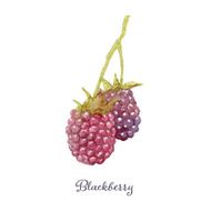 Hand drawn watercolor painting of blackberry