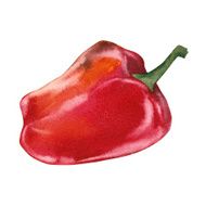 Pepper on white background