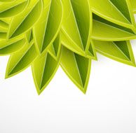 Glossy green leaves background N2