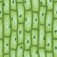 Plant cell pattern2