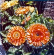 Orange Gerberas