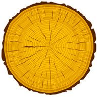Tree rings saw cut tree trunk N4