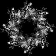 Flowers drawn in pencil and watercolor on black paper N3