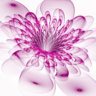 Beautiful purple flower on white background Computer generated