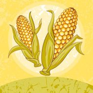 Two Corn Crop Maize Ears With Leaves On Sunset Background