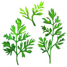 Watercolor green leaves fresh sprouts
