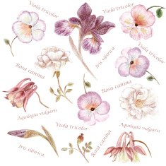 Hand drawn garden flower set in faded colors