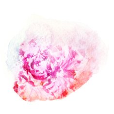 Flower watercolor illustration N125