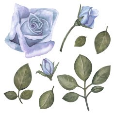Watercolor blue roses flowers set