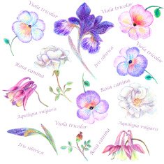 Hand drawn garden flower set with Latin names