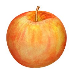 Watercolor orange apple fruit whole closeup isolated