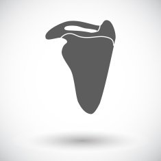 Scapula N2