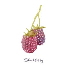 Hand drawn watercolor painting of blackberry