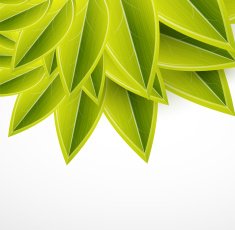 Glossy green leaves background N2