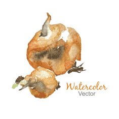 Vector watercolor sketch onion turnip