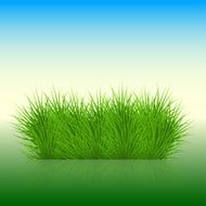 Vector grass background eps10