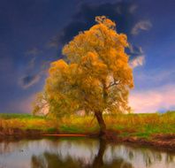 Landscape painting - Lonely tree beside the water