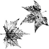 Dry Maple Leaves - Illustration N2