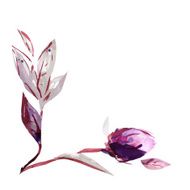 Watercolor peony corner