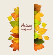 Autumn leaves on a light background