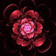 Beautiful red flower on black background N2