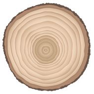 Cut of a tree N3